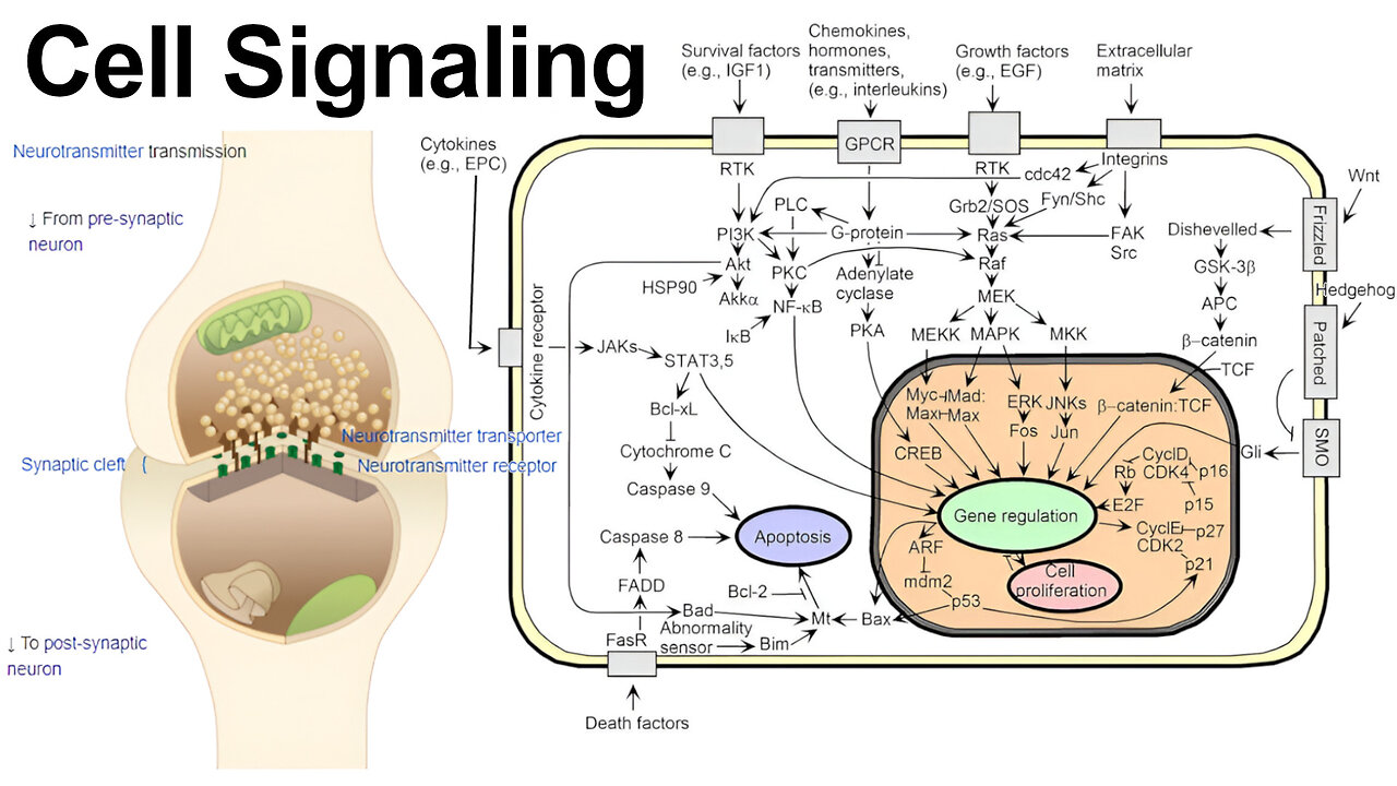 Cell Communication via Autocrine, Paracrine, Juxtacrine, and Hormone Signaling