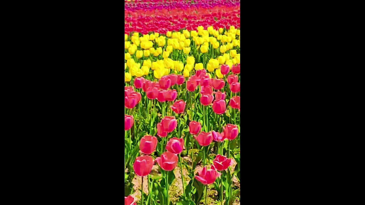 tulip garden