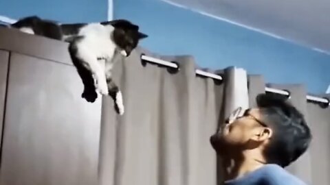 cat and human fight 😂