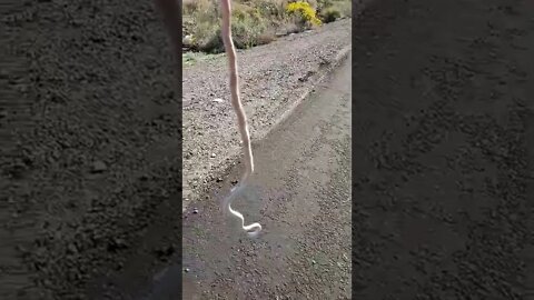 Short - Snake in the road