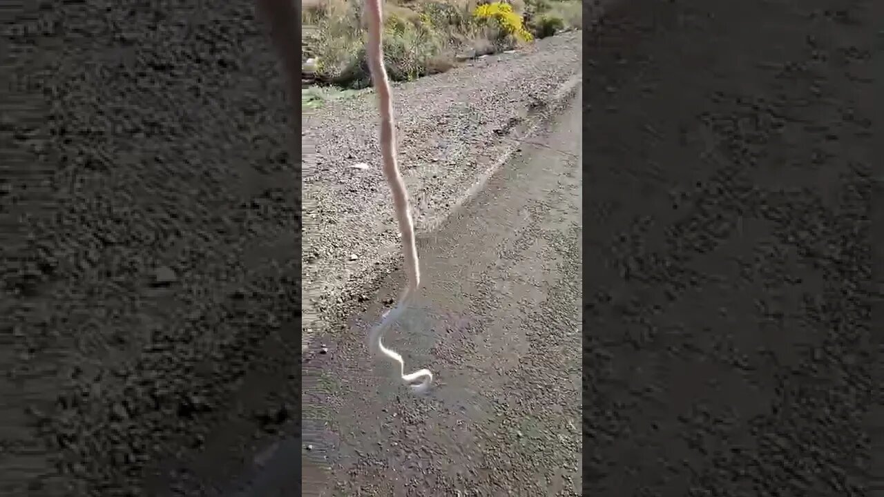 Short - Snake in the road