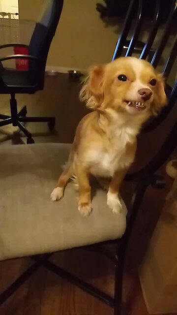 Doesn't this dog have such a wonderful smile?