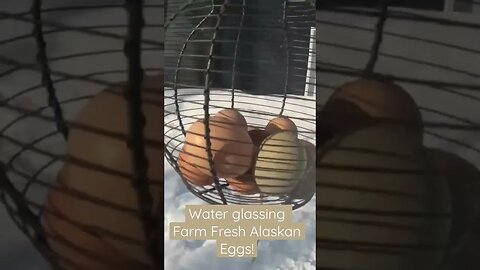 Water Glassing Farm Fresh Alaskan Eggs! #alaska #waterglass #farmfresheggs