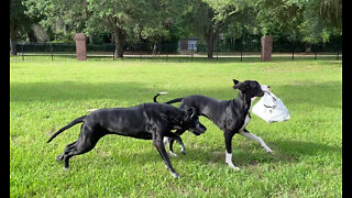 Door dashing Great Danes help deliver the cat food