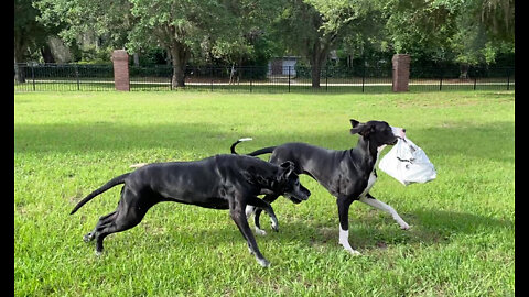 Door dashing Great Danes help deliver the cat food