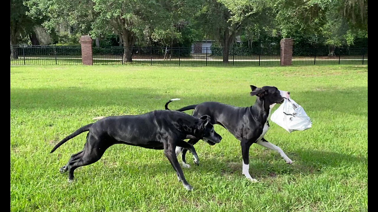 Door dashing Great Danes help deliver the cat food