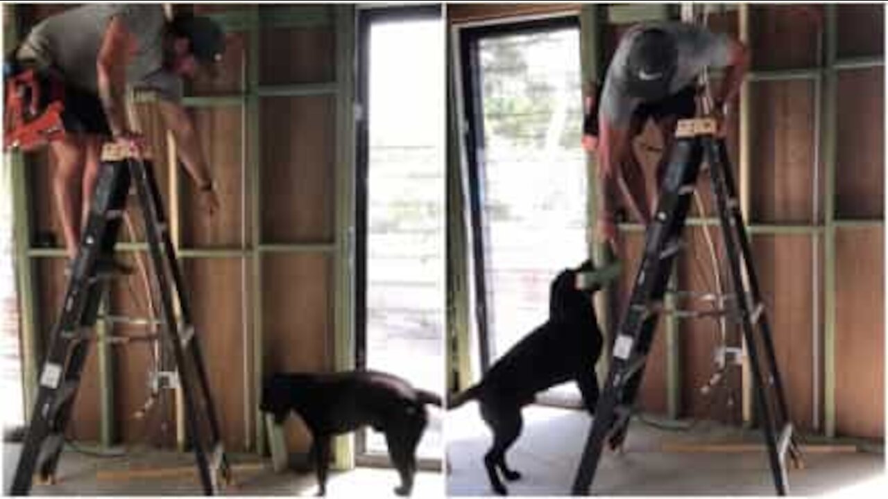 Cane aiuta il padrone a fare dei lavori in casa