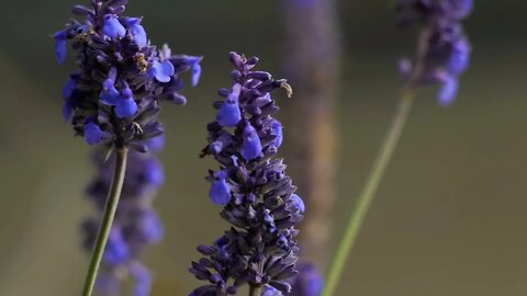 Beautiful Flowers with Music