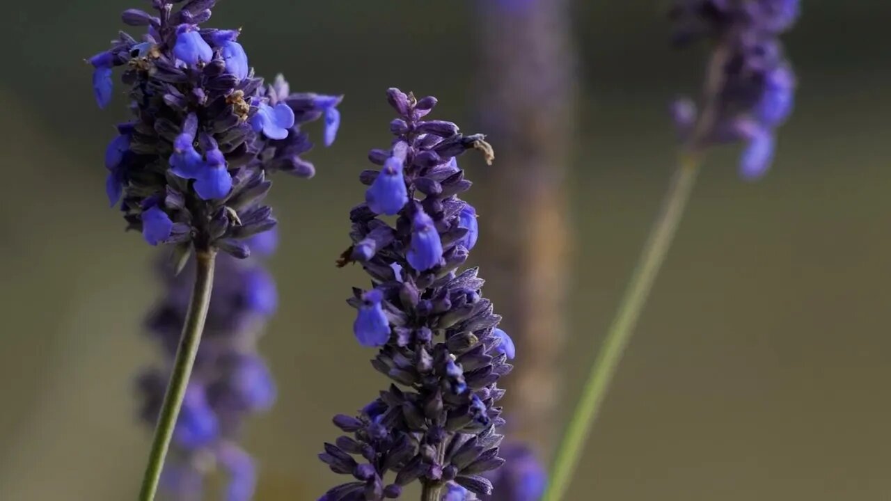 Beautiful Flowers with Music