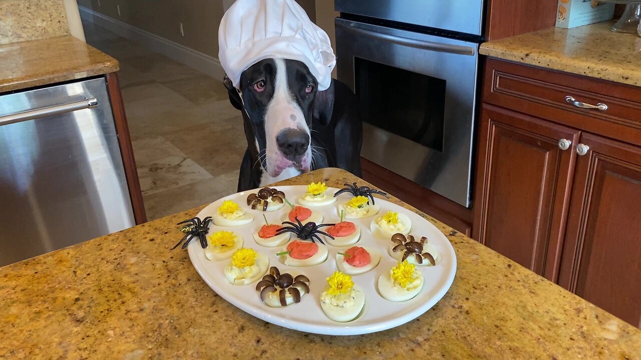 Chef Great Dane Checks Out Spooky Spider Halloween Deviled Eggs