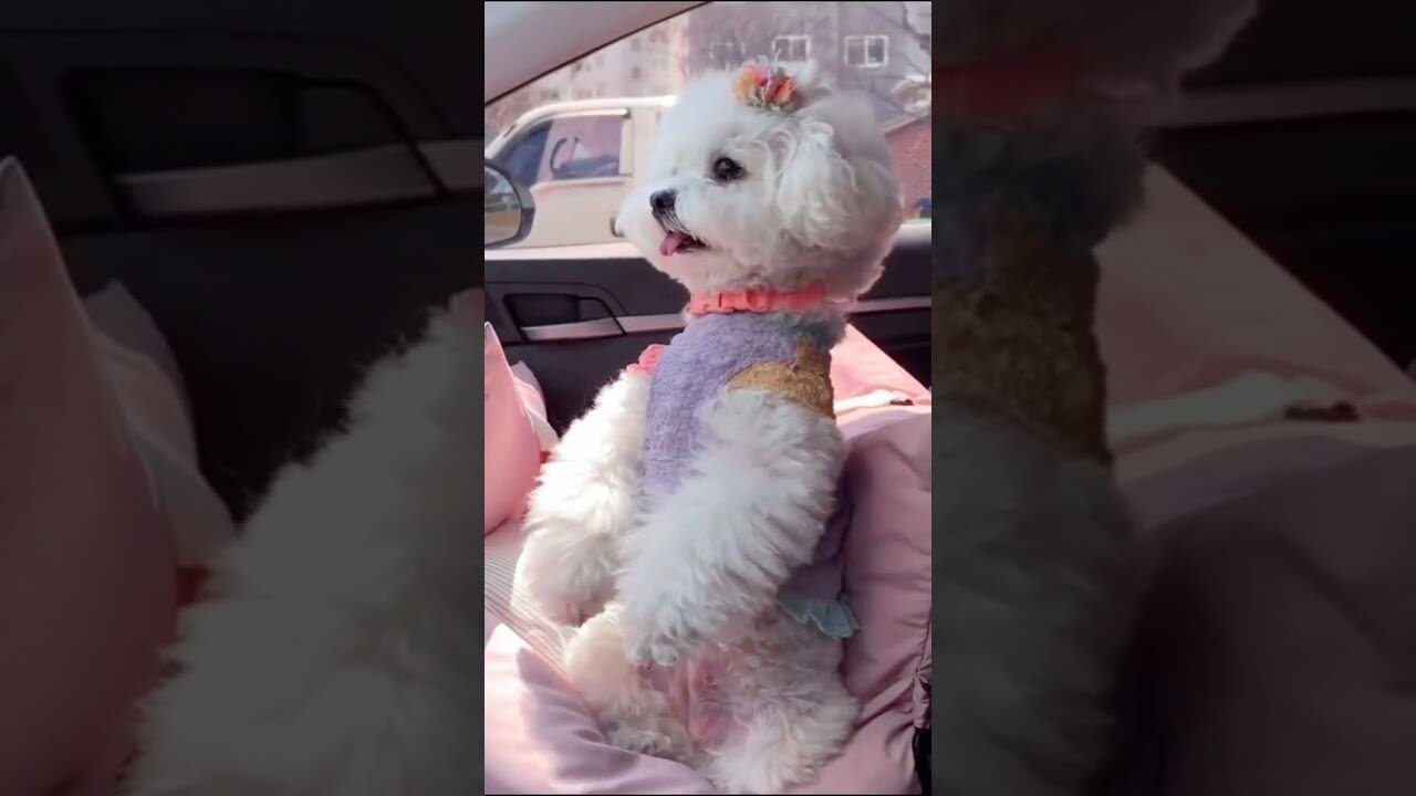 Lovely and funny animal. Cute