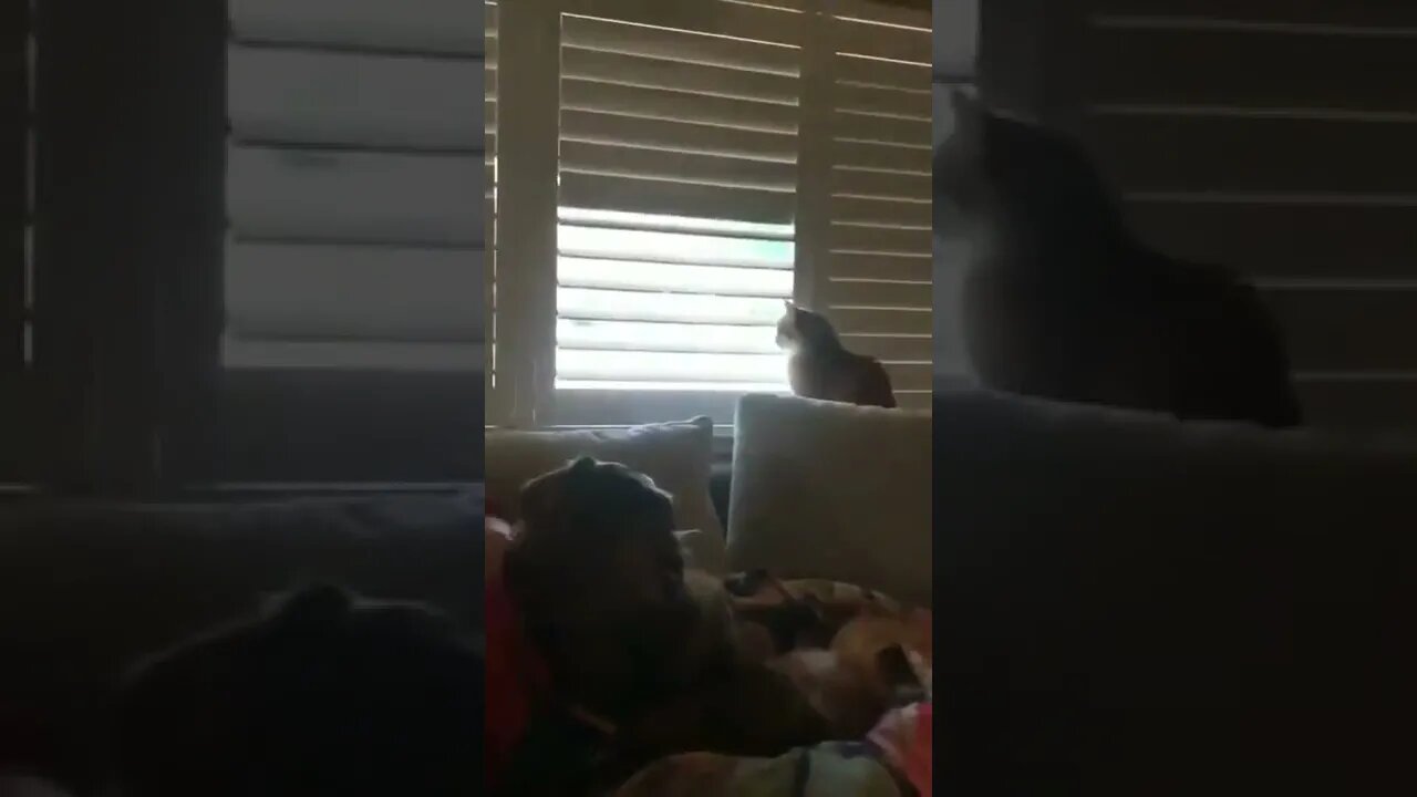 Clever Kitty