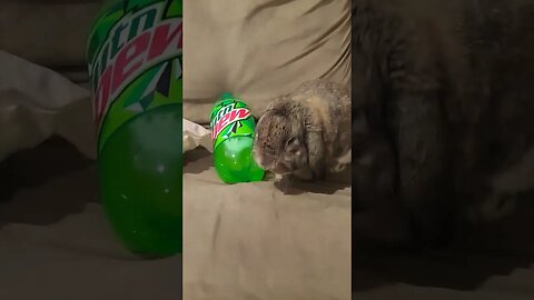 Dew a holic!
