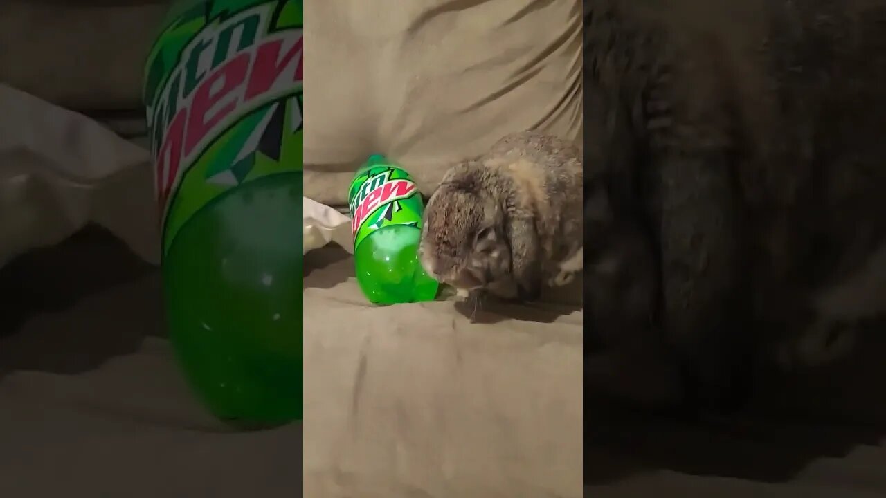 Dew a holic!