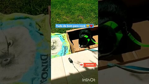 Gato Bartolomeu Tunico brincando na grama com o Ratinho Jubileu 😸