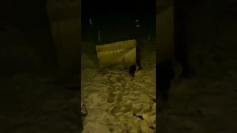 Doggy Goes Out To Play In The Snow! ❄️