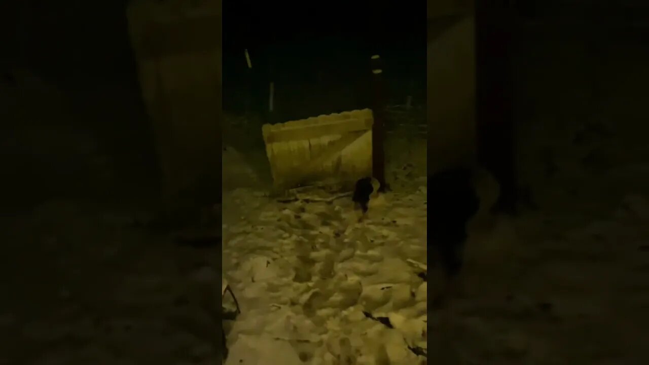 Doggy Goes Out To Play In The Snow! ❄️