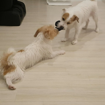 Jack Russell plays tug-of-war from comfort of dog bed