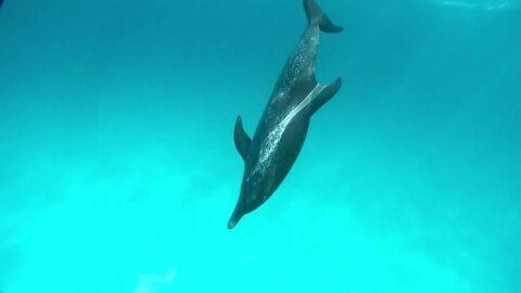 Why do whales shoot out water on their heads?