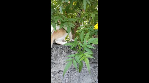 cat kitty