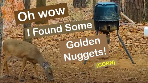 Oh Wow I Found Some Golden Nuggets (Corn)