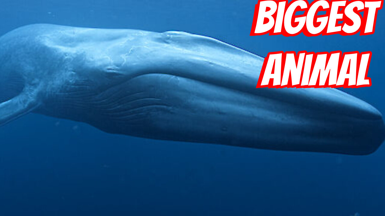 The Largest Animal Alive Today