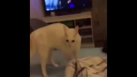 funny animal