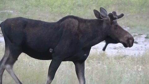 WHAT'S WRONG HERE? Bull Moose with WARTS!