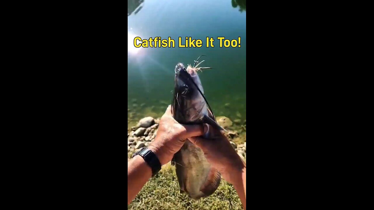 Yozuri Snapbean, Catfish Like It! #ultralightfishing #bfsfishing #fishing