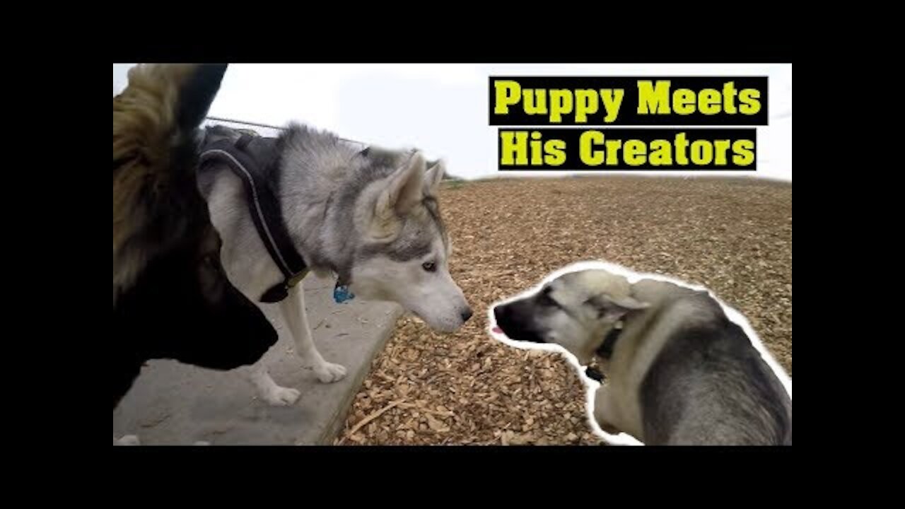 Excited Husky German Shepherd Mix IGNORES Puppy Dog Park. German Shepherd Husky Mix.