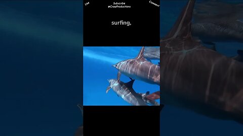 Dolphins are known for their playful behavior #dolphin #shorts