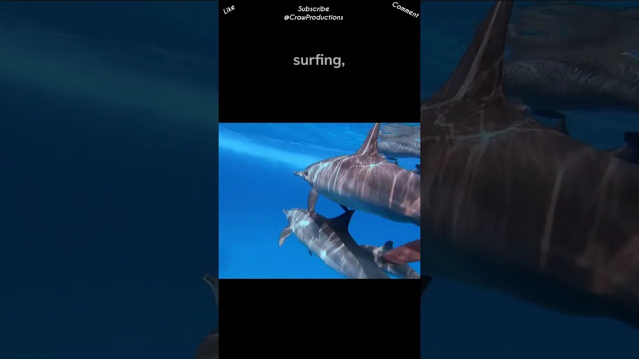 Dolphins are known for their playful behavior #dolphin #shorts