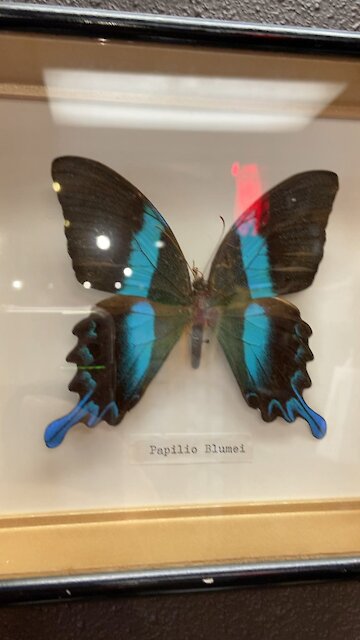 Something to show your children...