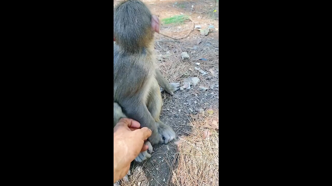 Monkey funny