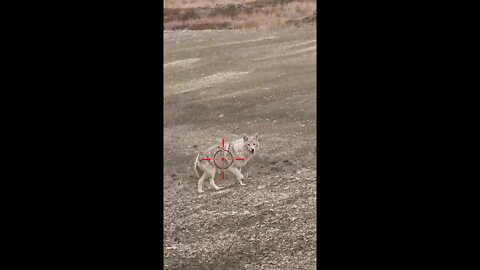 Hunting Coyotes #shorts #cat #animals #hunter #128