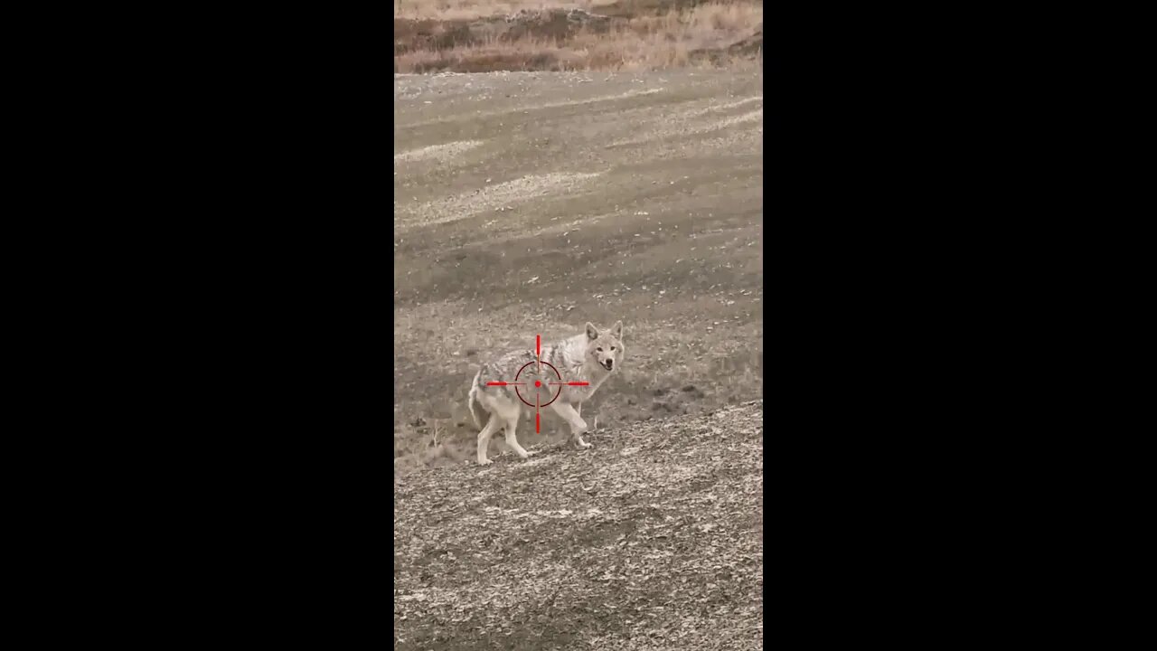 Hunting Coyotes #shorts #cat #animals #hunter #128