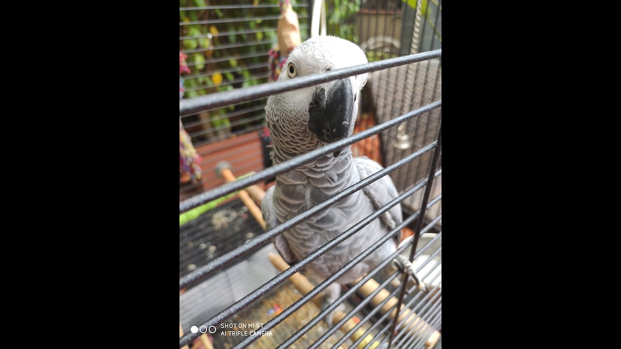 Parrot talking ... funny parrot