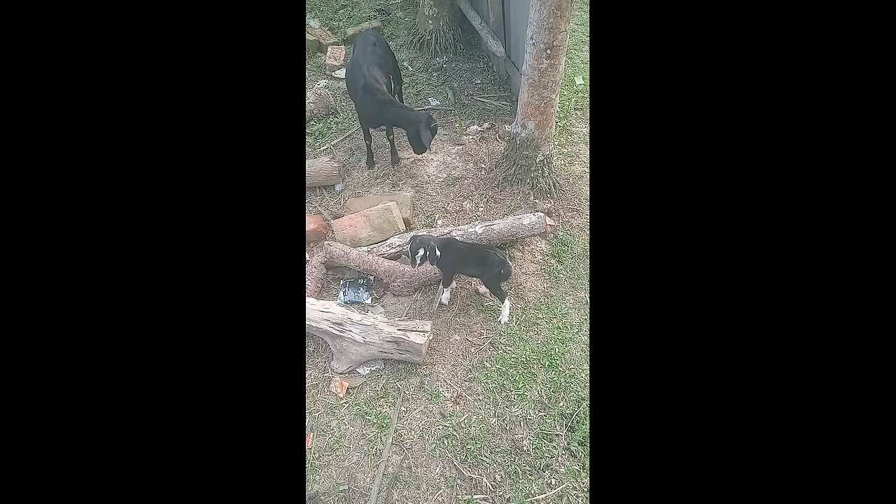baby goal 2 days old