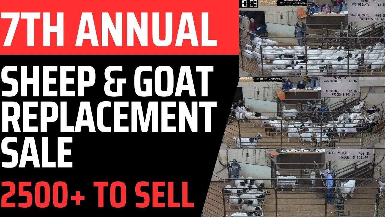 7th Annual Sheep & Goat Replacement Sale