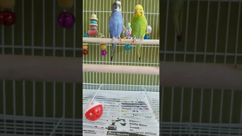 Budgies Kung Fu Fighting 😂 #shorts #youtubeshorts #funny #animallover #budgies #birds