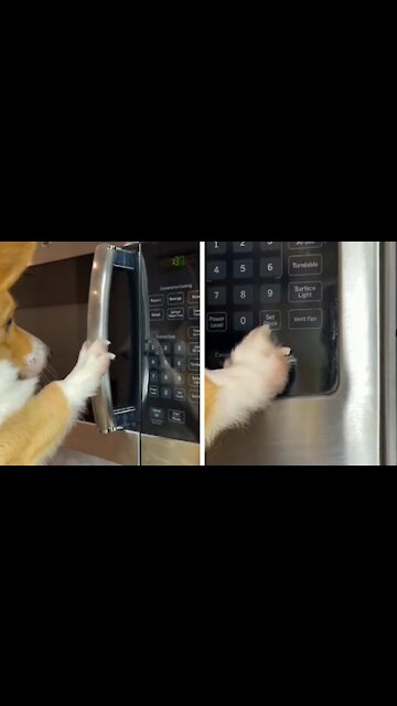 Dog Trying To Heat A Snack At 3:00 AM Without Waking Up