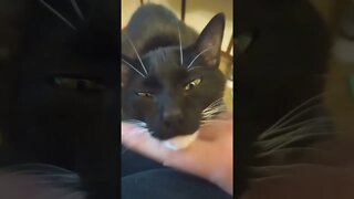 Dose of kitty 2 #shorts #shortsvideo #shortsfeed #youtubeshorts #catvideos