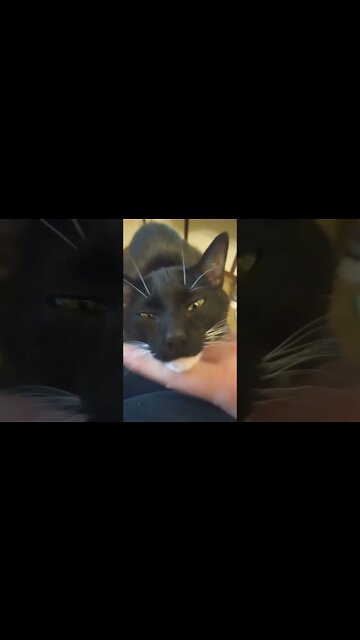 Dose of kitty 2 #shorts #shortsvideo #shortsfeed #youtubeshorts #catvideos