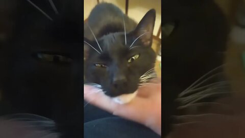 Dose of kitty 2 #shorts #shortsvideo #shortsfeed #youtubeshorts #catvideos