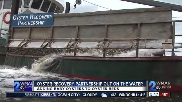 Oyster Recovery Partnership out on the water breeding new oysters