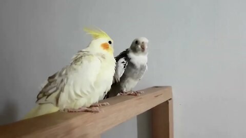 Budgies and Cockatiel Birds Playing and Feeding