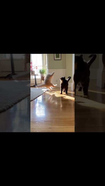 top funny cats videos