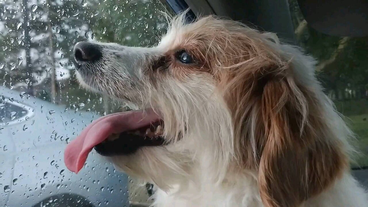 My best friends dog.