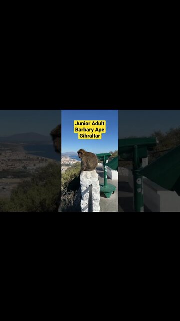 Monkey Business Gibraltar #shorts