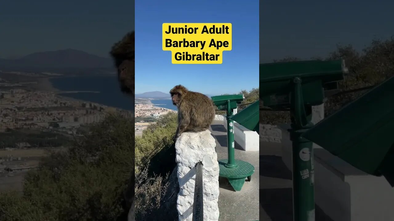 Monkey Business Gibraltar #shorts
